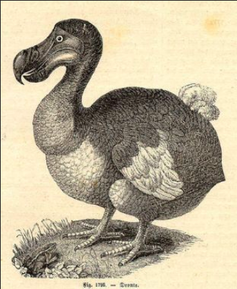 le dodocène